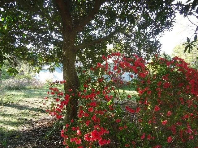 a view of a lake with lots of trees