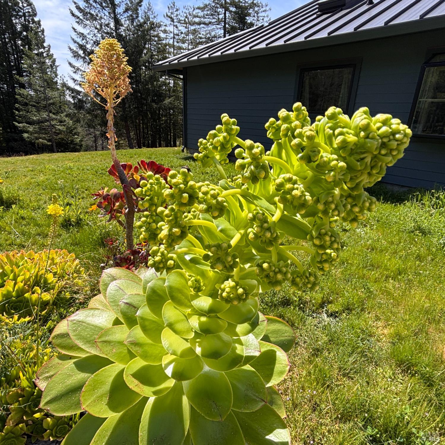 34478 Iversen Road Gualala, CA 95445 - Photo 41 of 43