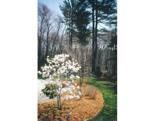 30 Battle Flagg Road Bedford, MA 01730 - Photo 8 of 9 a picture of a tree in a room