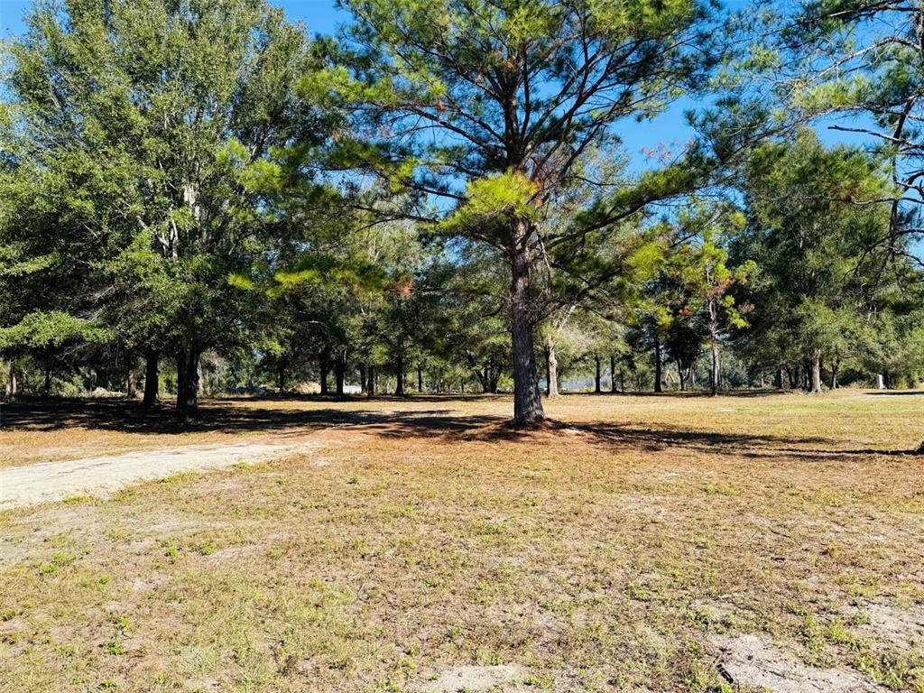 16226 41st Place Wellborn, FL 32094 - Photo 4 of 18 a view of a yard with trees