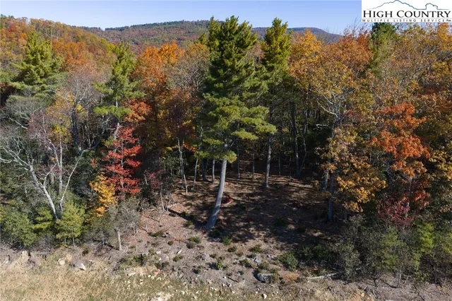 a view of a forest with mountains in the background