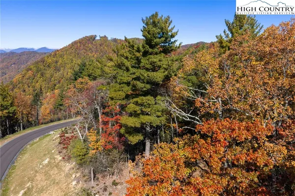 a view of a forest with a tree in the background