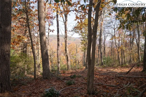 a view of a forest