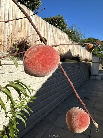 a view of a balcony with a potted plant