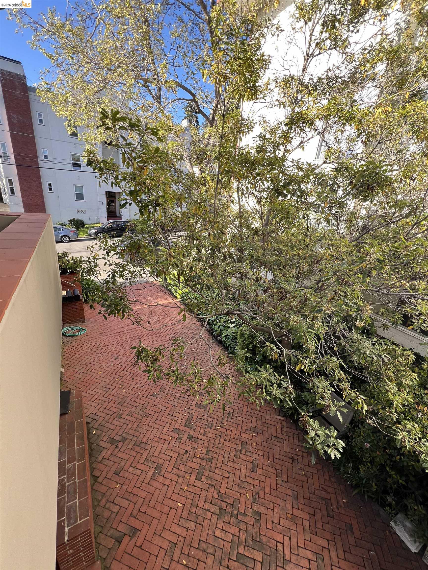 2554 Virginia Street Berkeley, CA 94709 - Photo 6 of 6 a view of a yard with plants and large trees