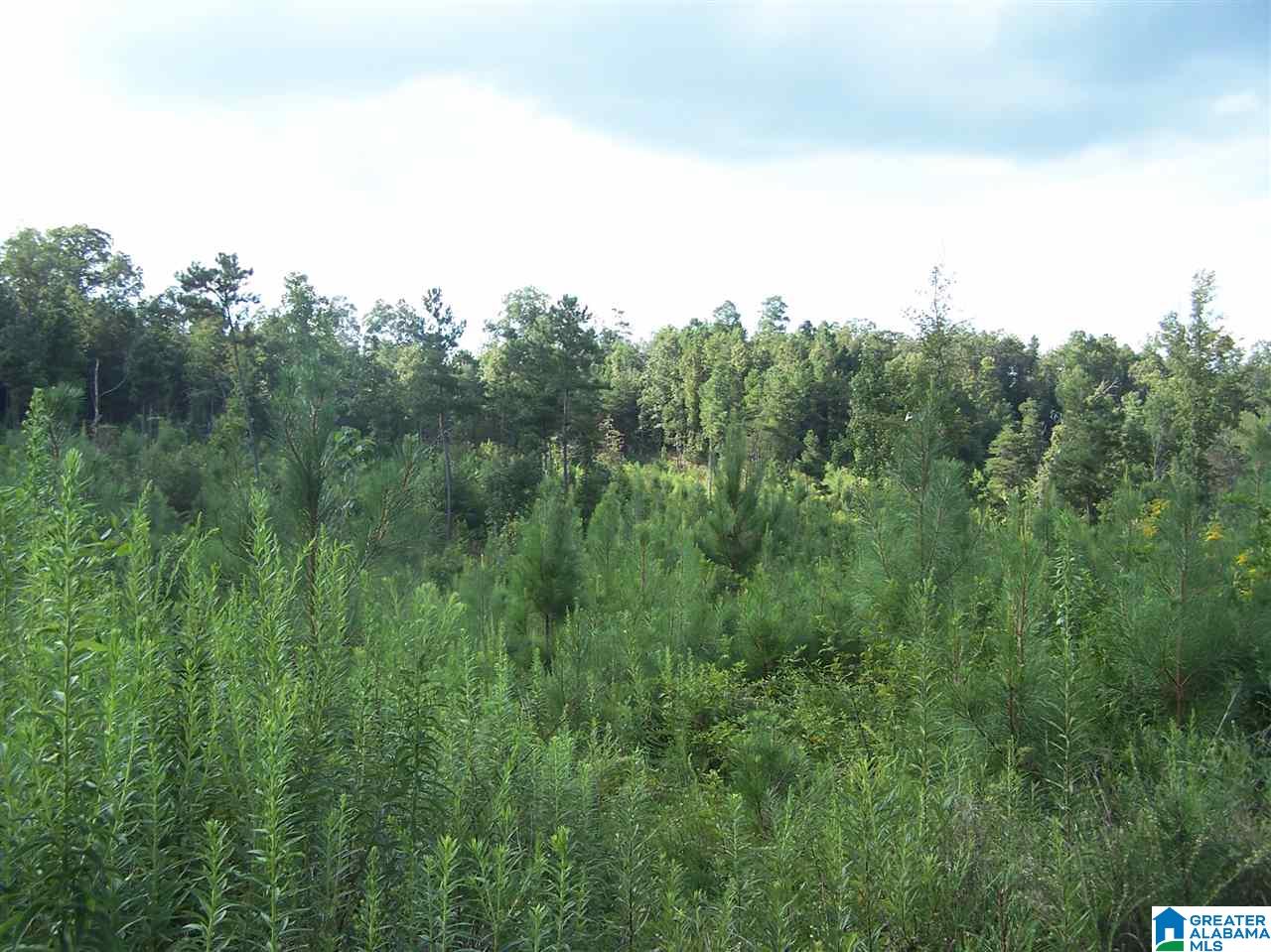 0 Jackson Trail, Unit 140 ACRES Altoona, AL 35952 - Photo 46 of 50