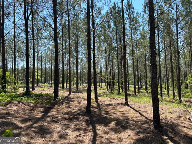 a view of tall trees with trees