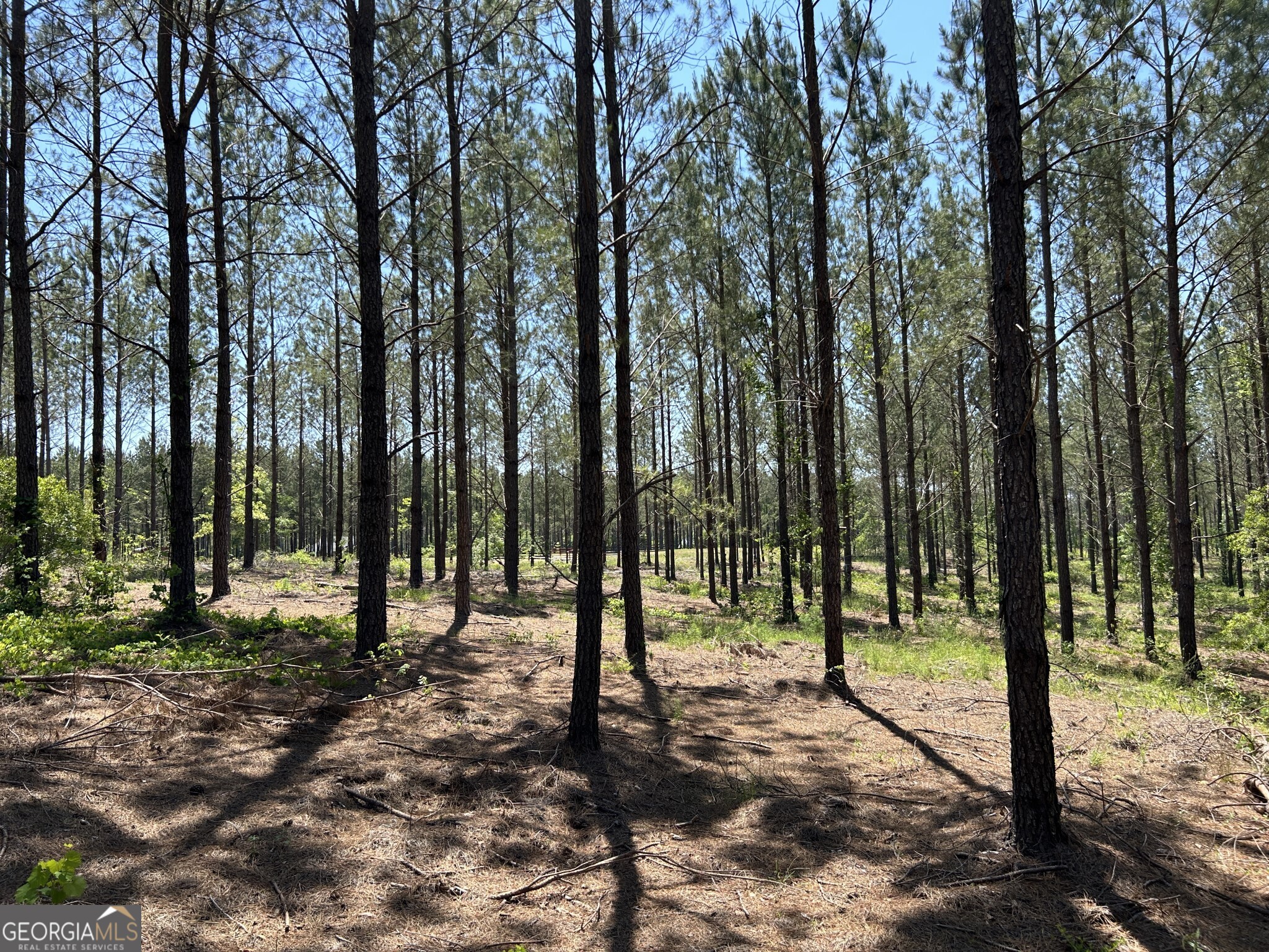 0 Dewey Thomas Road, Unit LOT 1 Dexter, GA 31019 - Photo 12 of 14 a view of tall trees with trees