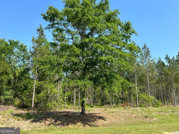 a view of a tree in a yard