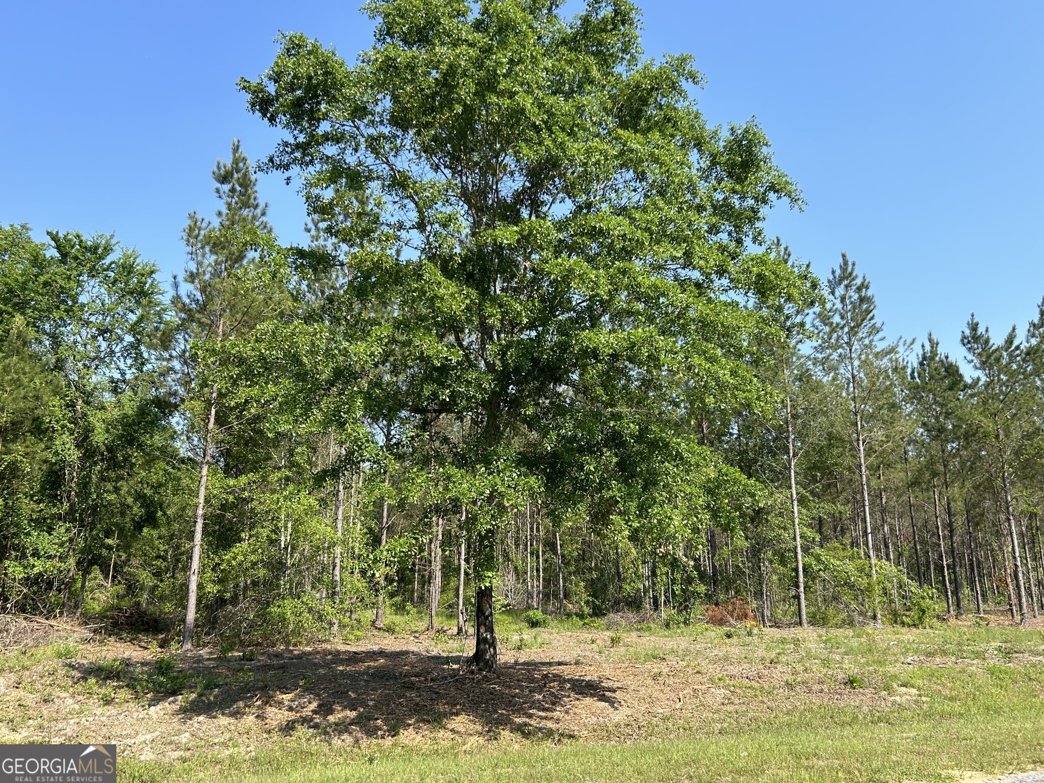 0 Dewey Thomas Road, Unit LOT 1 Dexter, GA 31019 - Photo 6 of 14 a view of a tree in a yard