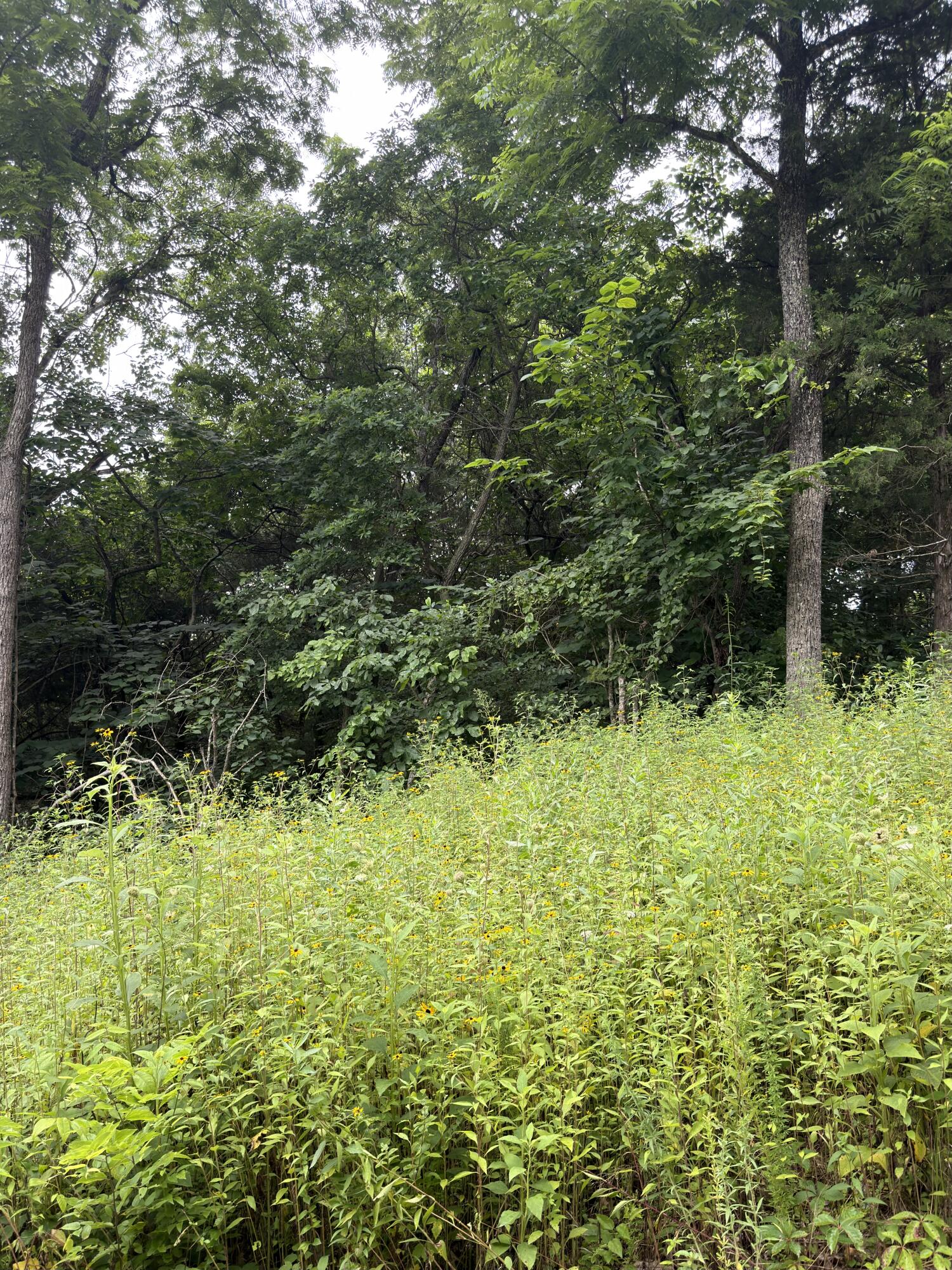 Lot 219 Big Creek Road Shell Knob, MO 65747 - Photo 1 of 4 IMG_2776