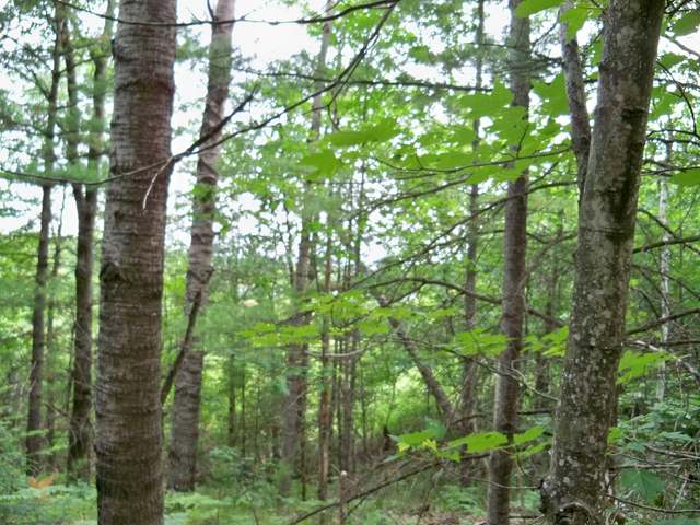 Two 2 Lakes Road Lake Tomahawk, WI 54539 - Photo 1 of 11 Gallery Image 1