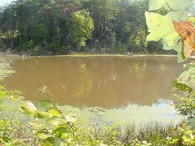 178 Sherwood Circle Ridgeway, VA 24148 - Photo 10 of 11 POND