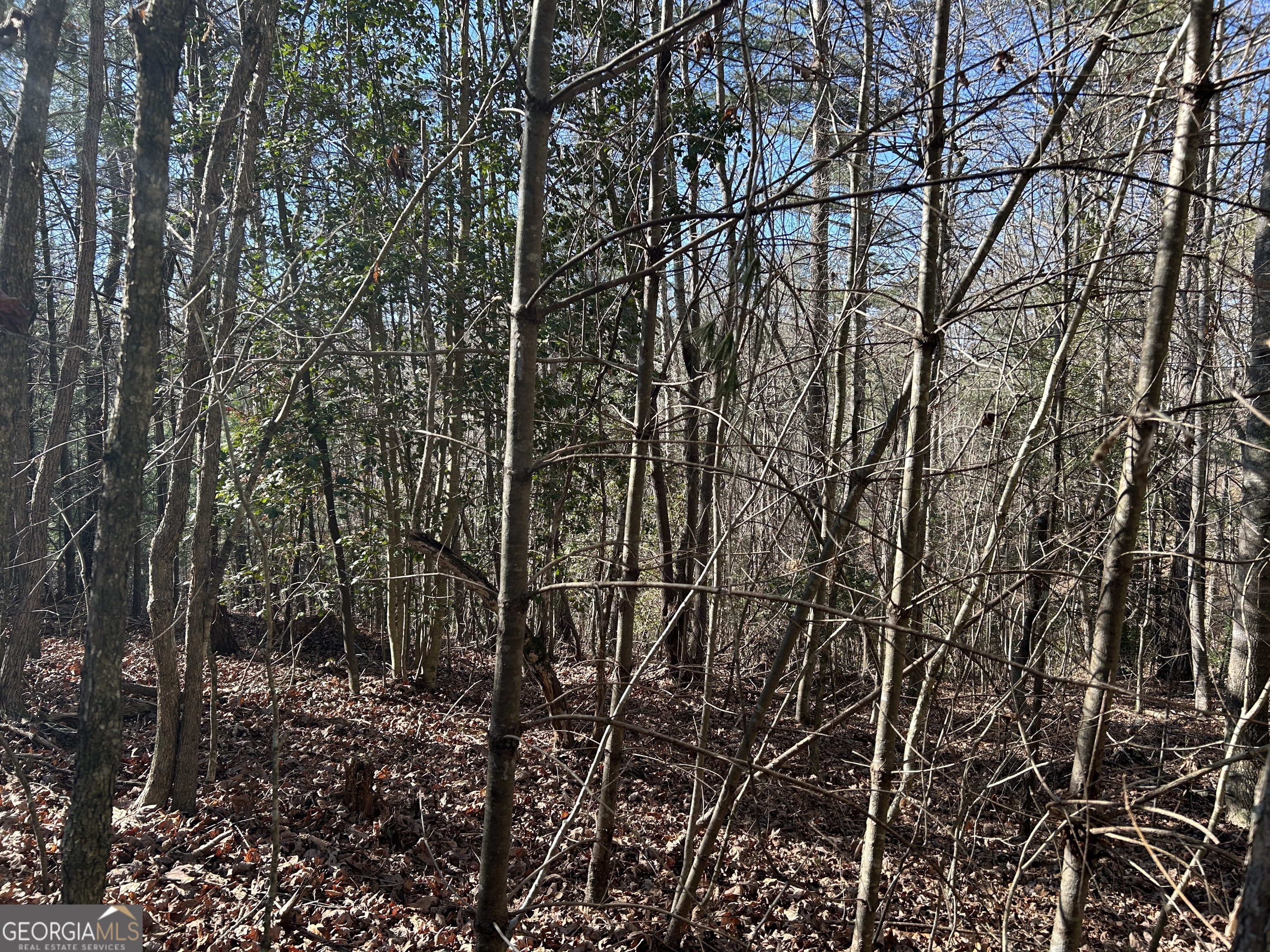 0 Twin River Orchard Road, Unit TRACT 3 Demorest, GA 30535 - Photo 34 of 39 a view of forest