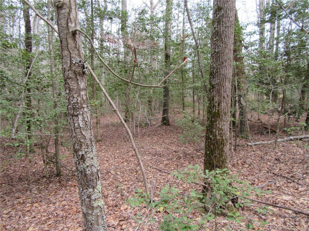10.151 Halifax Road Carson, VA 23830 - Photo 4 of 7 a view of a forest with trees