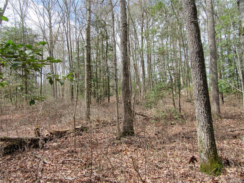 10.151 Halifax Road Carson, VA 23830 - Photo 5 of 7 a view of a forest