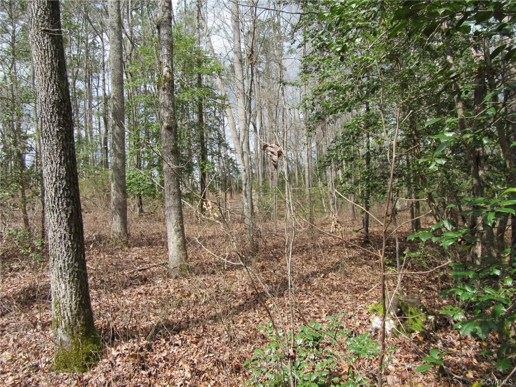 10.151 Halifax Road Carson, VA 23830 - Photo 6 of 7 a view of a forest with trees