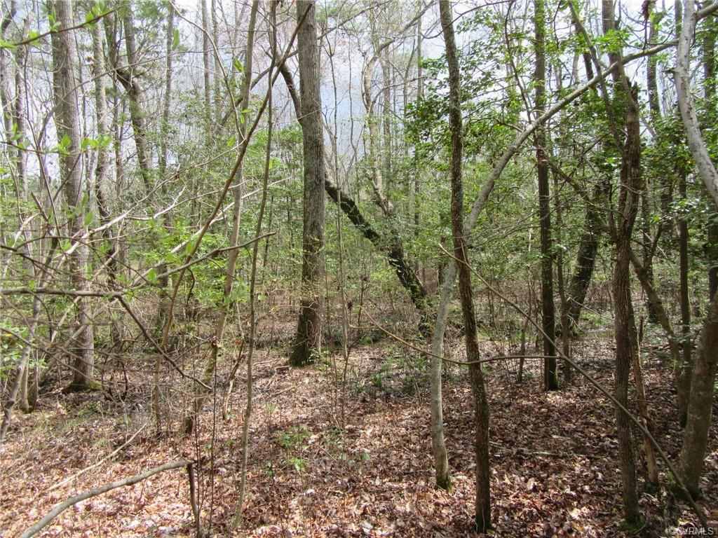 10.151 Halifax Road Carson, VA 23830 - Photo 7 of 7 a view of a forest with a tree