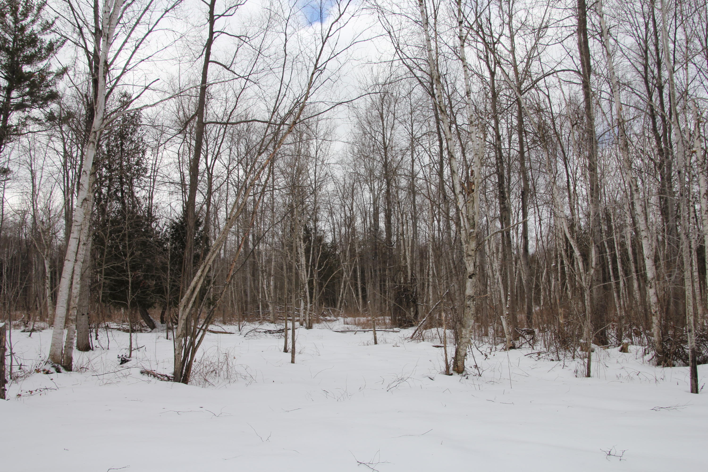 40-acres Tolan Road Spruce, MI 48762 - Photo 40 of 95 Gallery Image 40