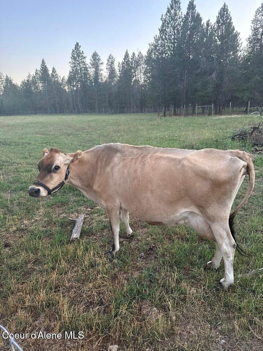 2585 Clagstone Road Spirit Lake, ID 83869 - Photo 32 of 58 IMG_0054