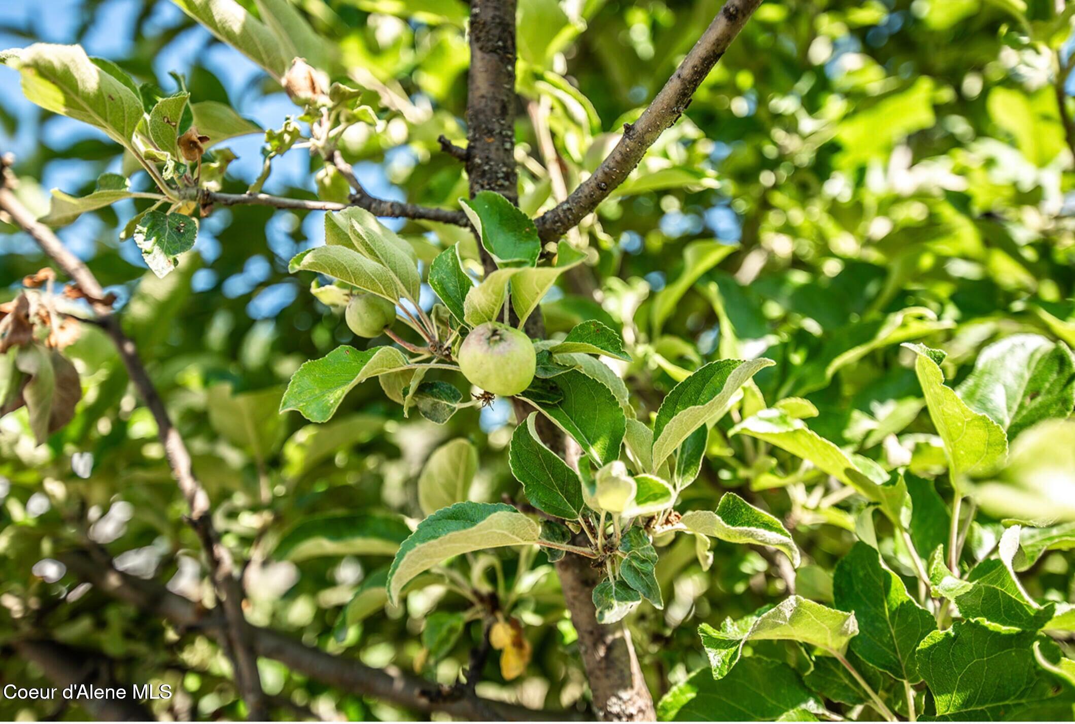 2585 Clagstone Road Spirit Lake, ID 83869 - Photo 36 of 58 IMG_0058