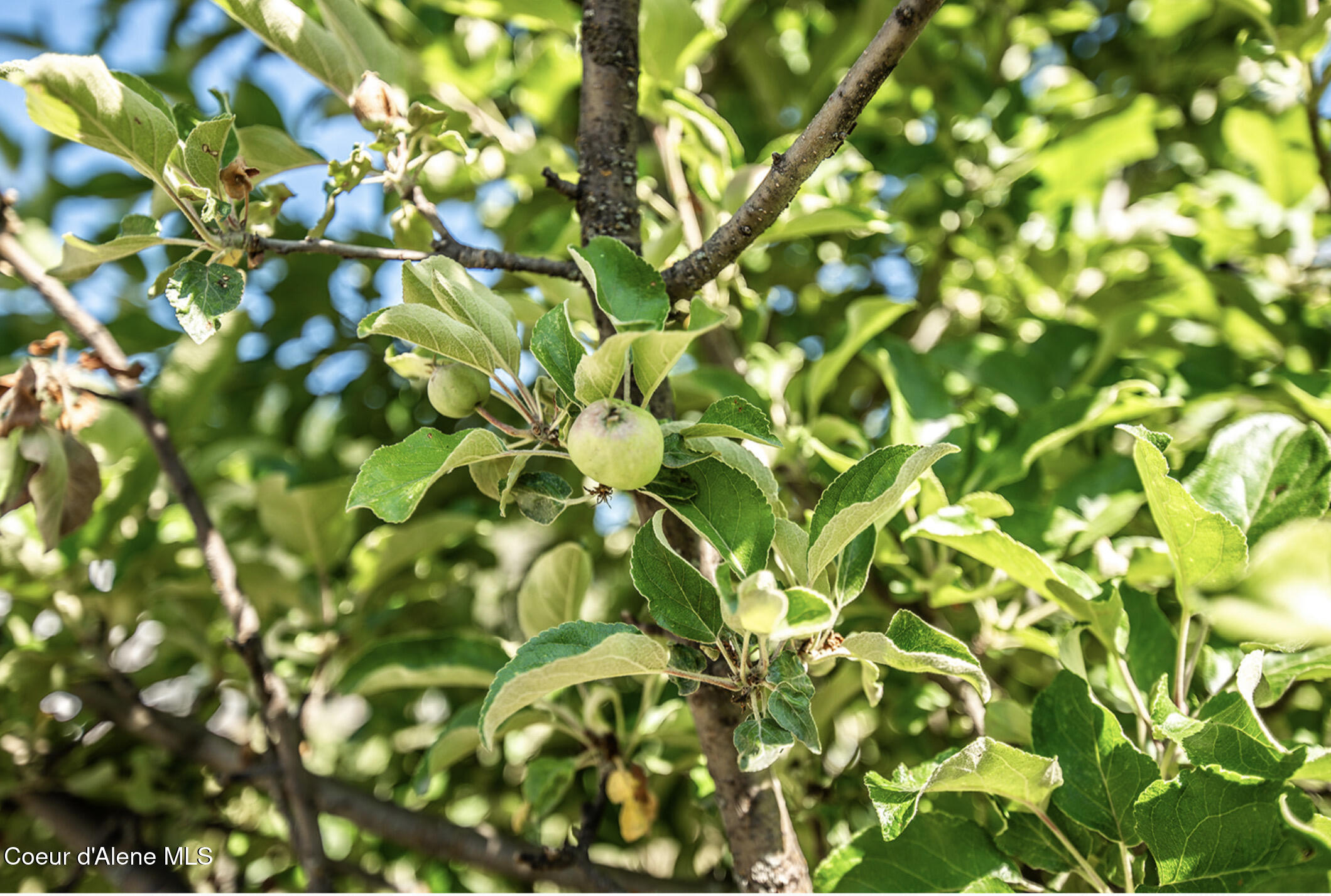 2585 Clagstone Road Spirit Lake, ID 83869 - Photo 39 of 58 IMG_4074