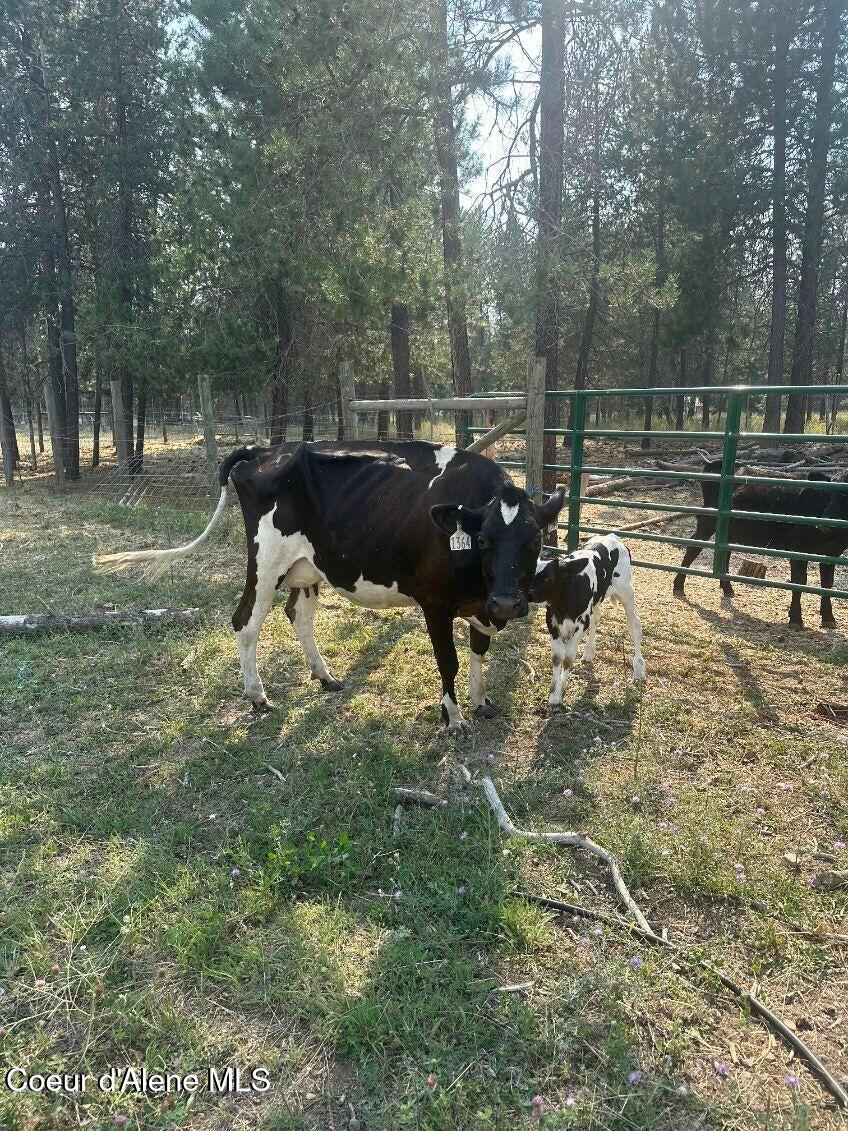 2585 Clagstone Road Spirit Lake, ID 83869 - Photo 4 of 58 IMG_0025