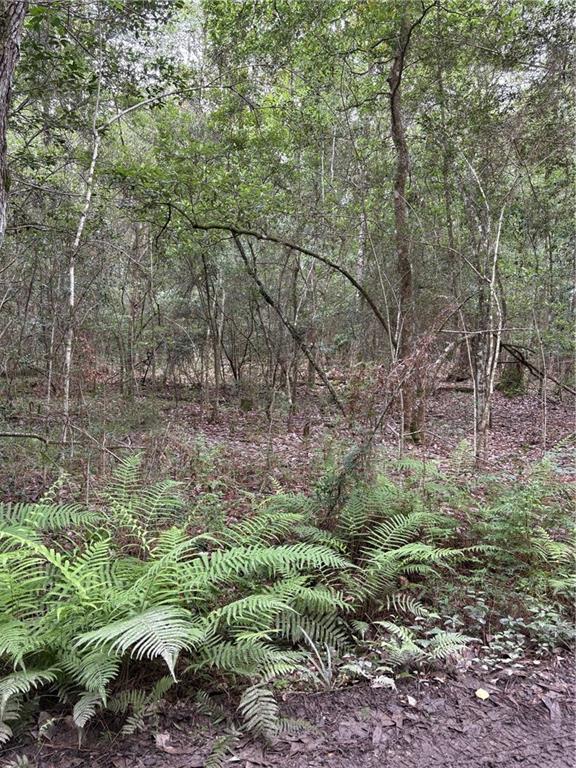 0 Holly Lane Covington, LA 70433 - Photo 3 of 4