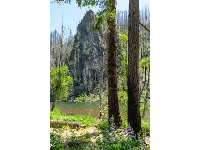 a close up of a plant in a garden