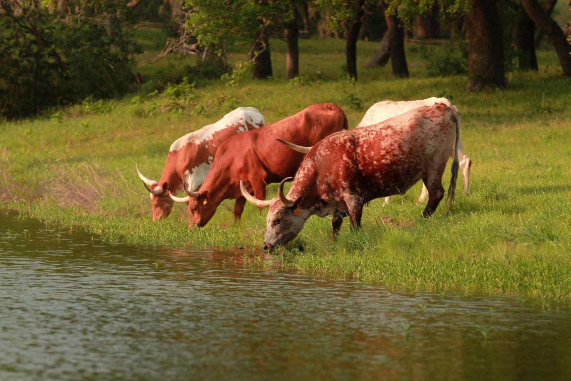 588 Premier Park Loop Dripping Springs, TX 78620 - Photo 4 of 5 a view of a lake from a yard