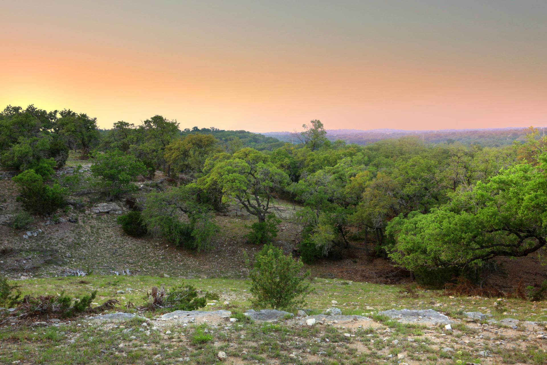 588 Premier Park Loop Dripping Springs, TX 78620 - Photo 5 of 5 a view of a forest with a lake