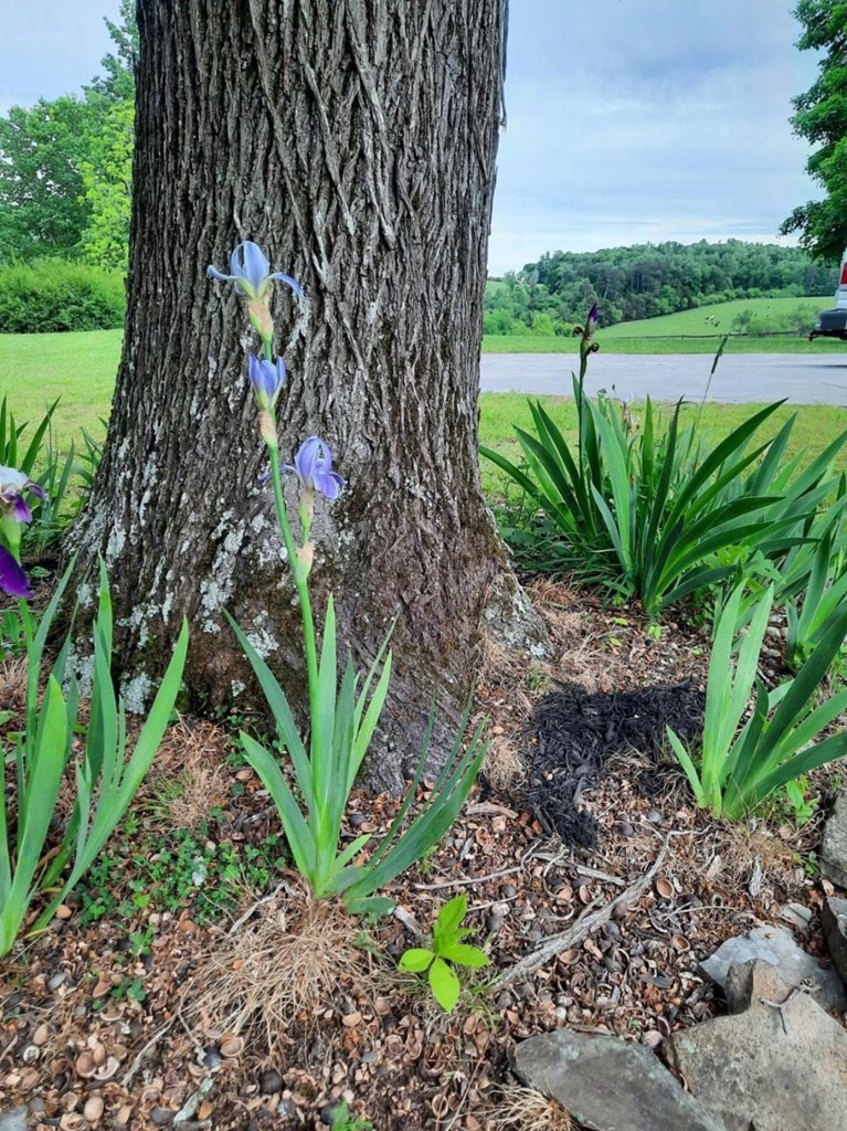 421 Hughes Road Southeast Cleveland, TN 37323 - Photo 9 of 10 Gallery Image 9