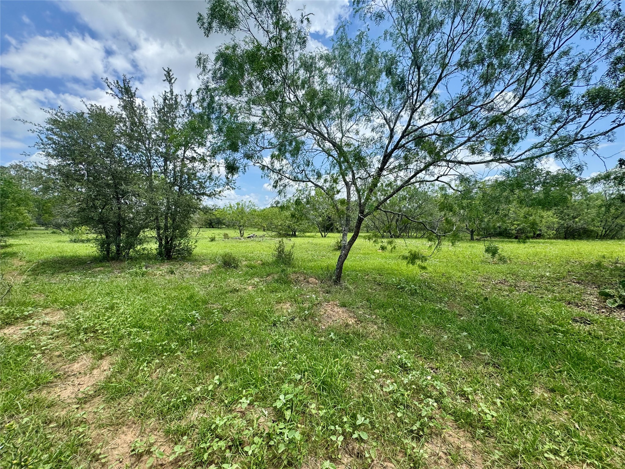 0 Batey Road Nixon, TX 78140 - Photo 7 of 13 a view of a field with a tree