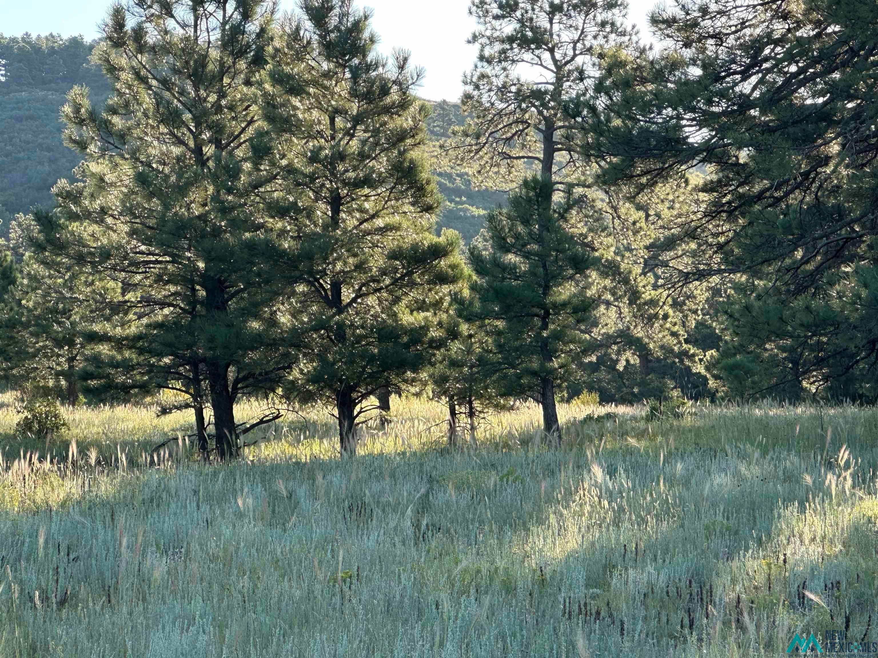 434 Highway 94 Rociada, NM 87742 - Photo 14 of 16 View of nature featuring rural landscape