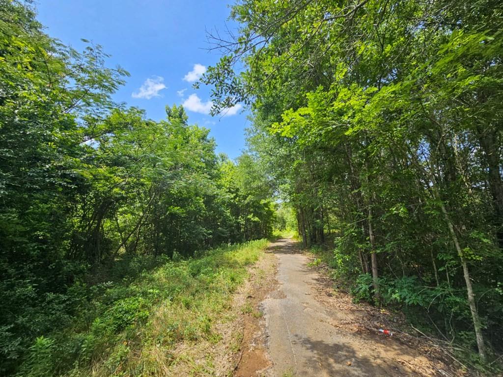 119 Kickapoo Street Palestine, TX 75803 - Photo 11 of 14 a view of a yard with plants and a tree