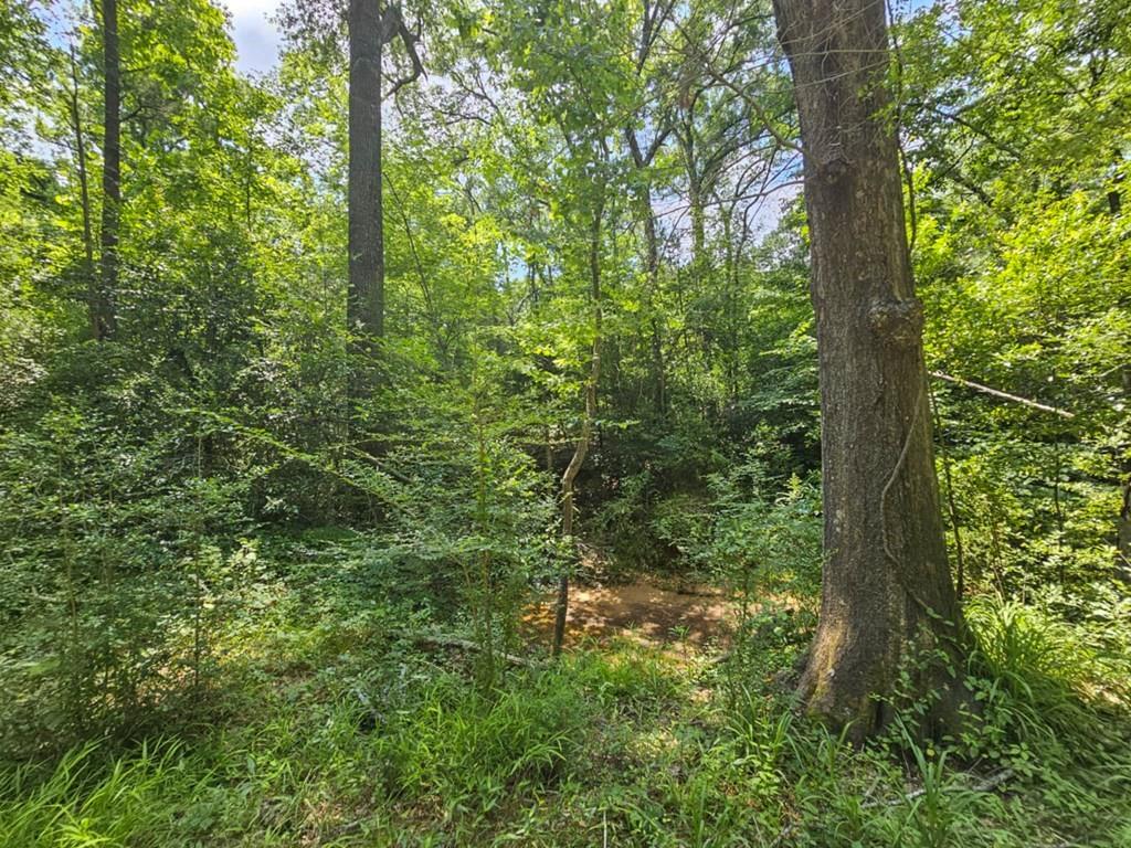 119 Kickapoo Street Palestine, TX 75803 - Photo 6 of 14 a view of a forest with trees