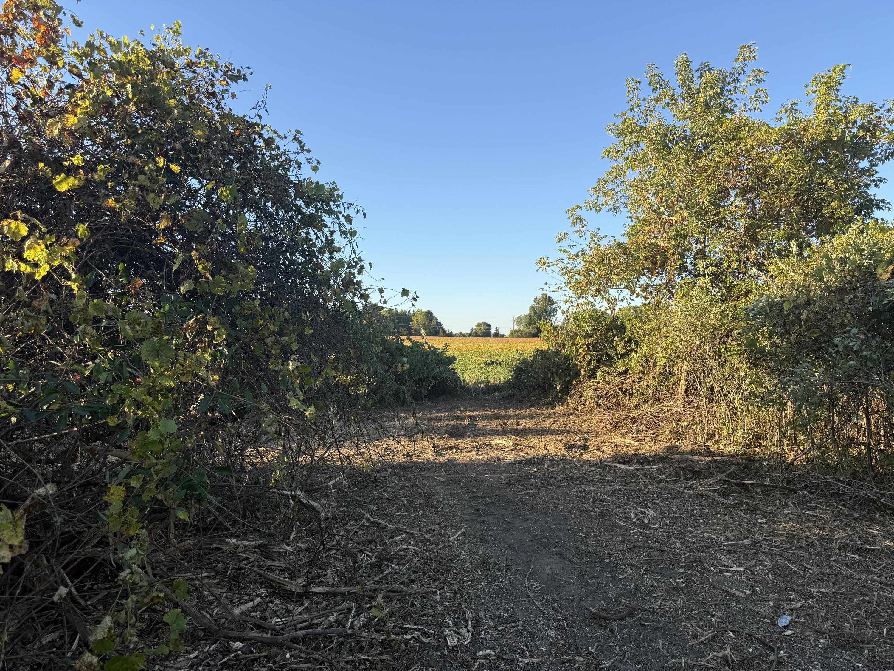 Tbd North Mill Road Dryden, MI 48428 - Photo 8 of 12 IMG_2252