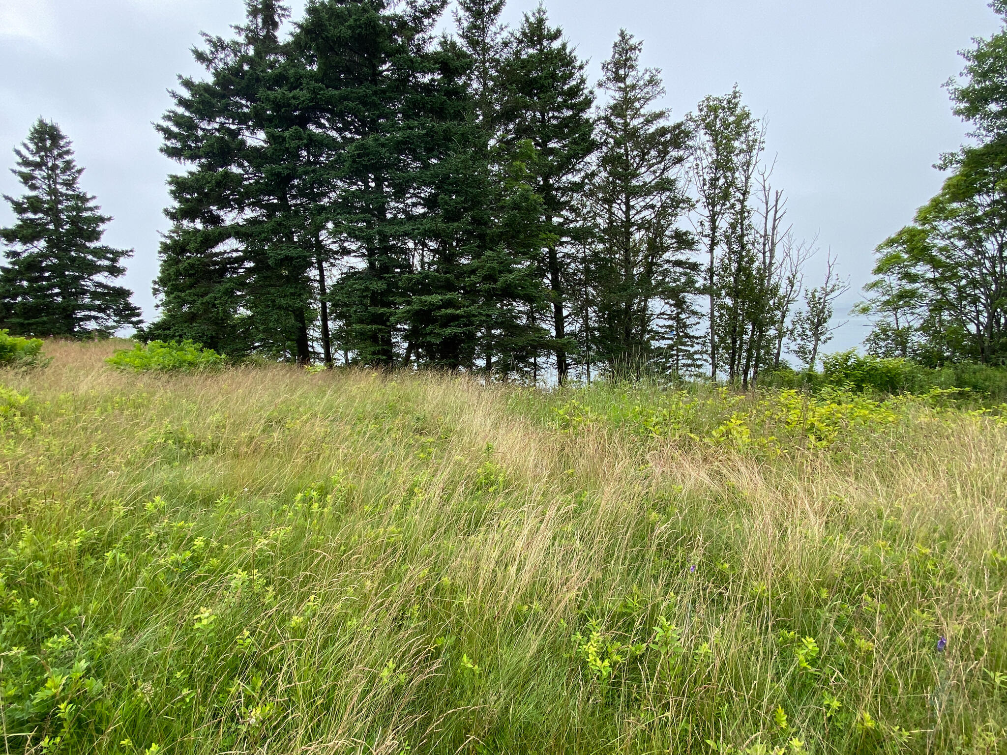187 Little Machias Road Cutler, ME 04626 - Photo 10 of 10 IMG_3969
