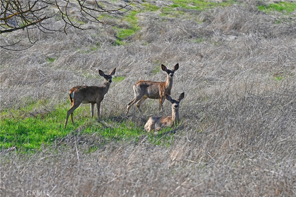 77505 Reinert Road San Miguel, CA 93451 - Photo 23 of 29 a backyard of a house with table and chairs