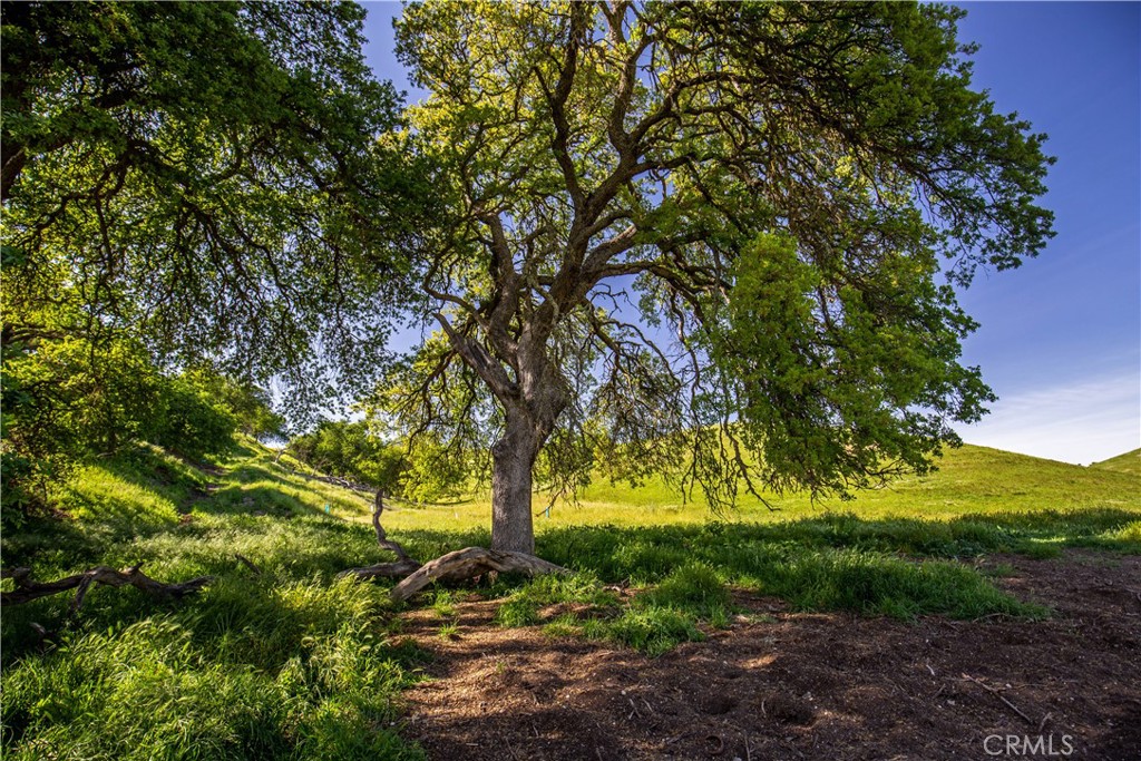 77505 Reinert Road San Miguel, CA 93451 - Photo 10 of 29 a view of a yard with a tree