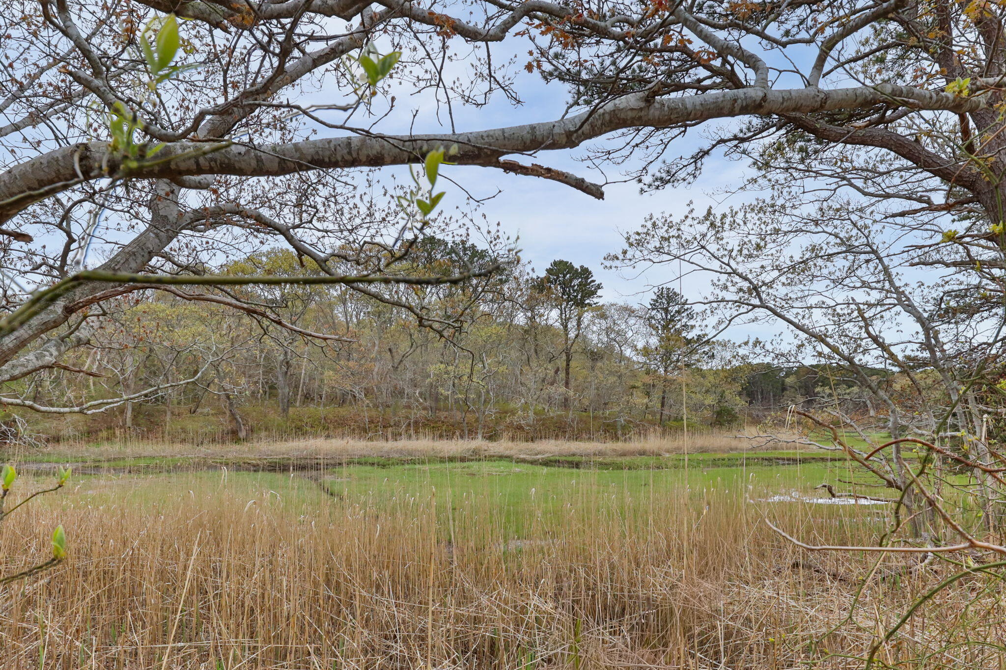 285 Blue Heron Road Wellfleet, MA 02667 - Photo 30 of 31 a view of a lake with a yard and large trees