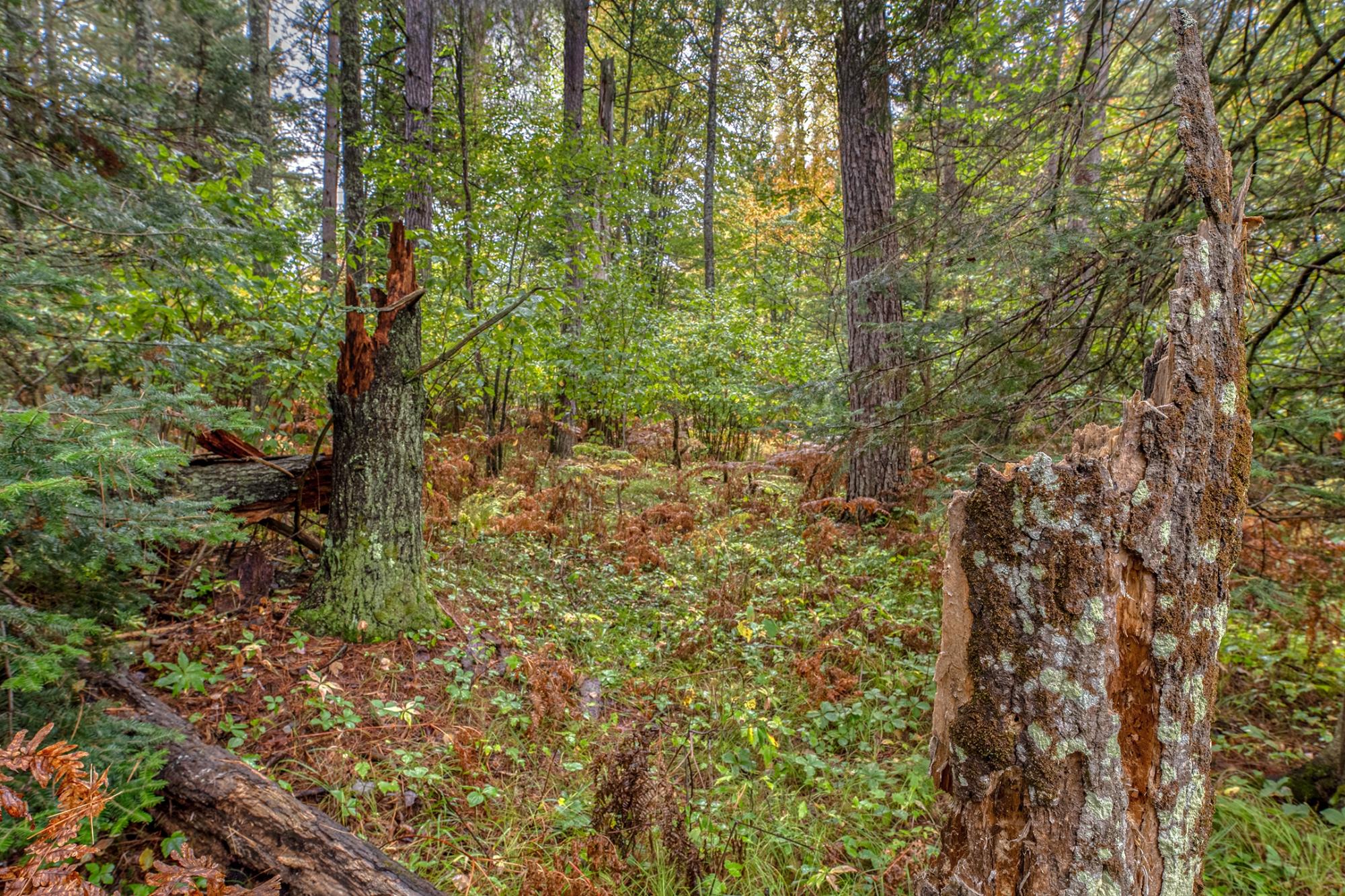 Off Loon Lake Road Eagle River, WI 54521 - Photo 16 of 24 Gallery Image 16