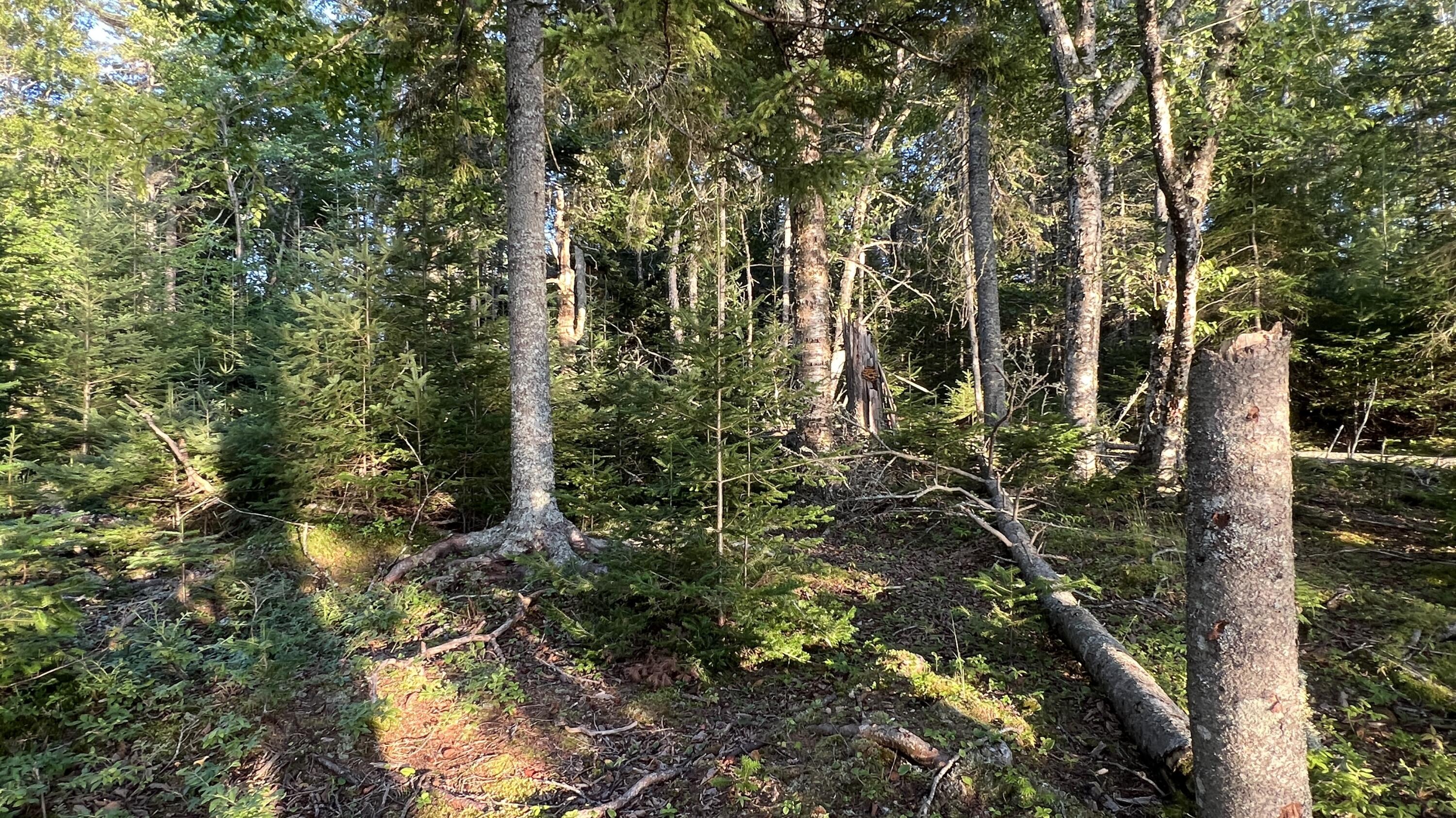 117 Putnam Drive Harrington, ME 04643 - Photo 21 of 37 6E817D04-AC81-4401-905B-2A6C119328DD