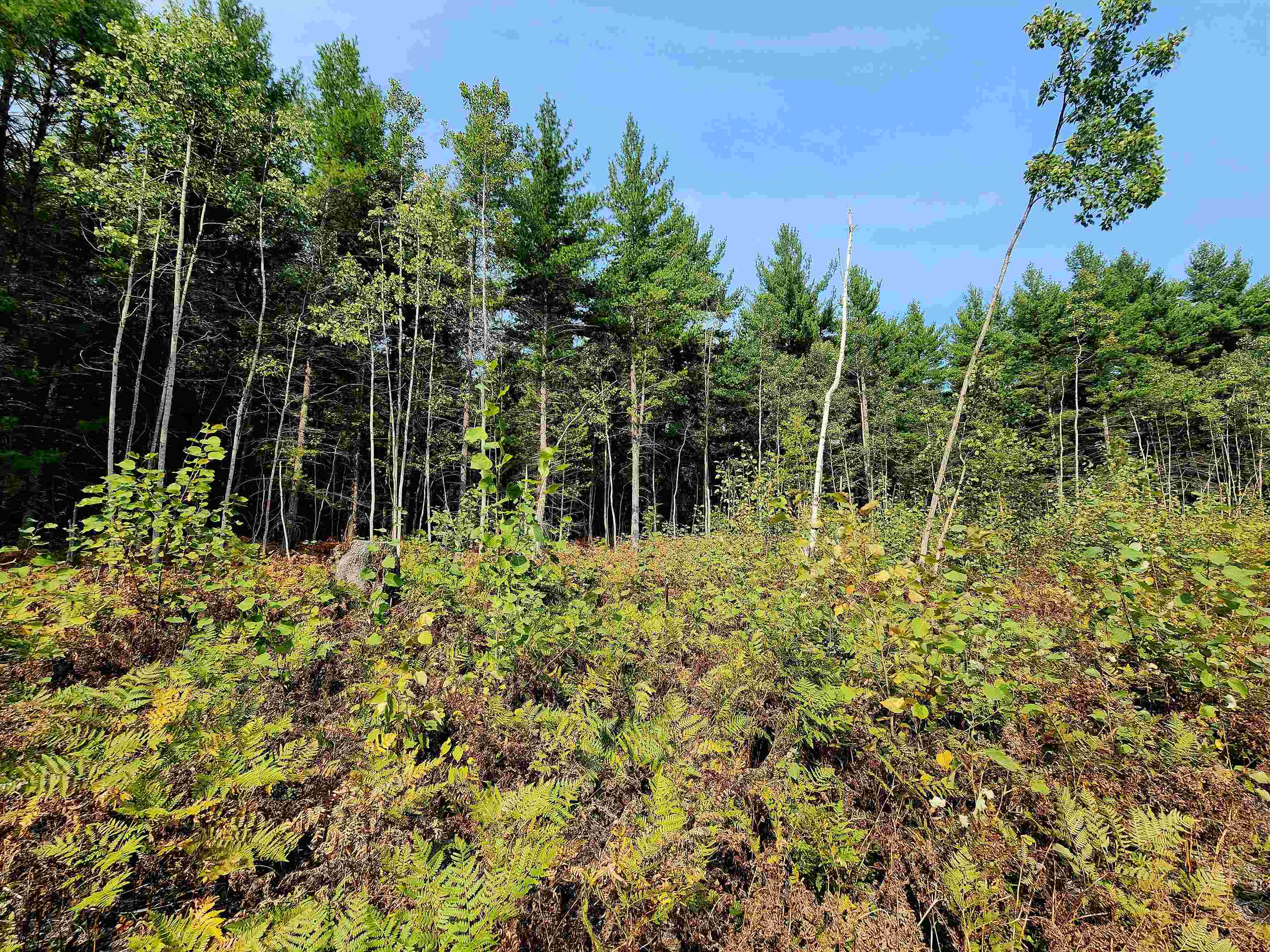 39.20-acres Lindroos Road Kaleva, MI 49645 - Photo 10 of 28 Gallery Image 10