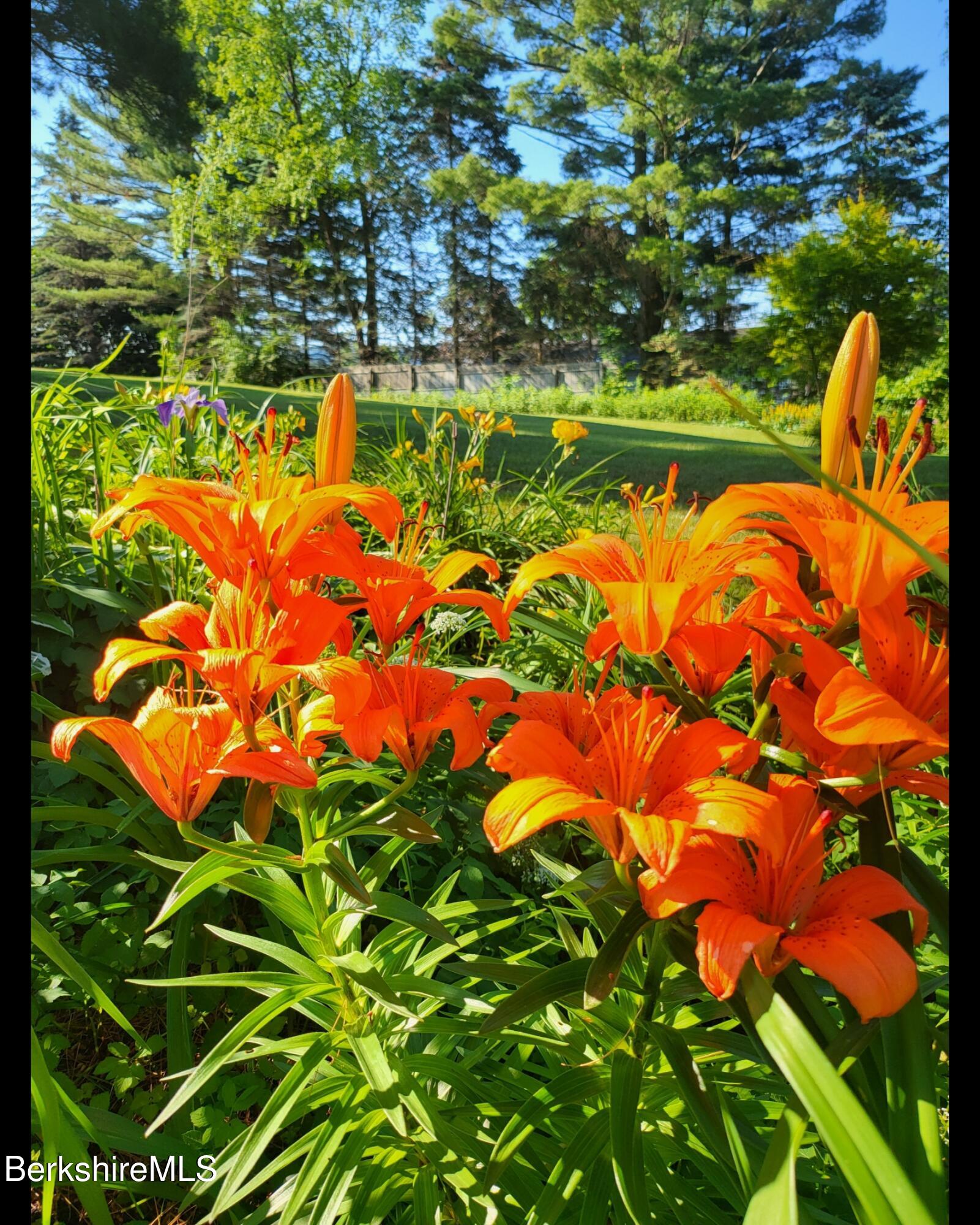 8 Samson Avenue Pittsfield, MA 01201 - Photo 35 of 55 a backyard of a house with lots of green space