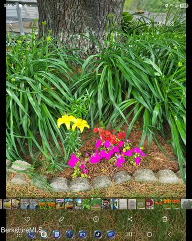 a view of a flower in a garden