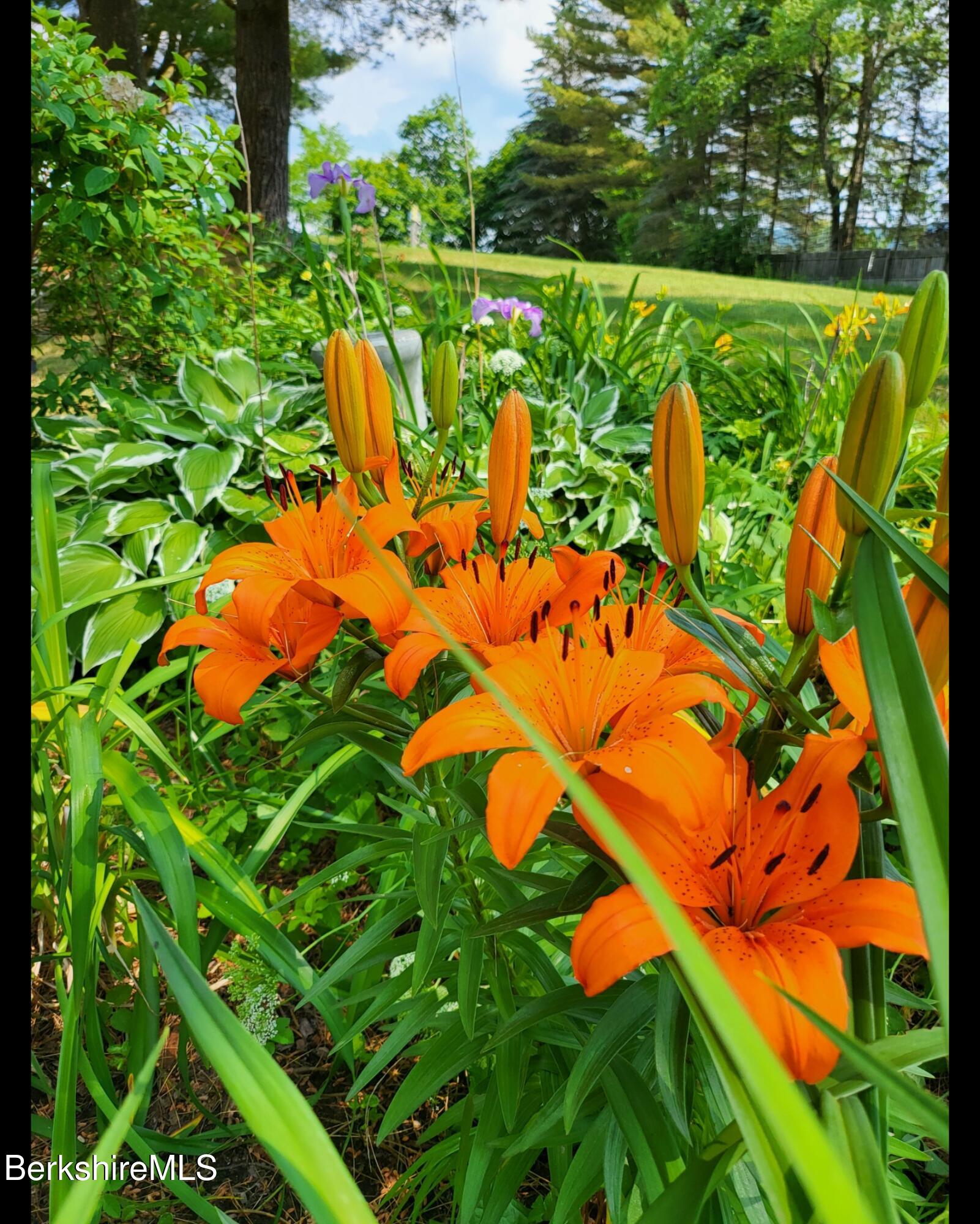 8 Samson Avenue Pittsfield, MA 01201 - Photo 38 of 55 a view of a yard with plants and outdoor seating