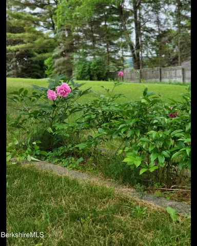 a view of a garden with plants and large trees