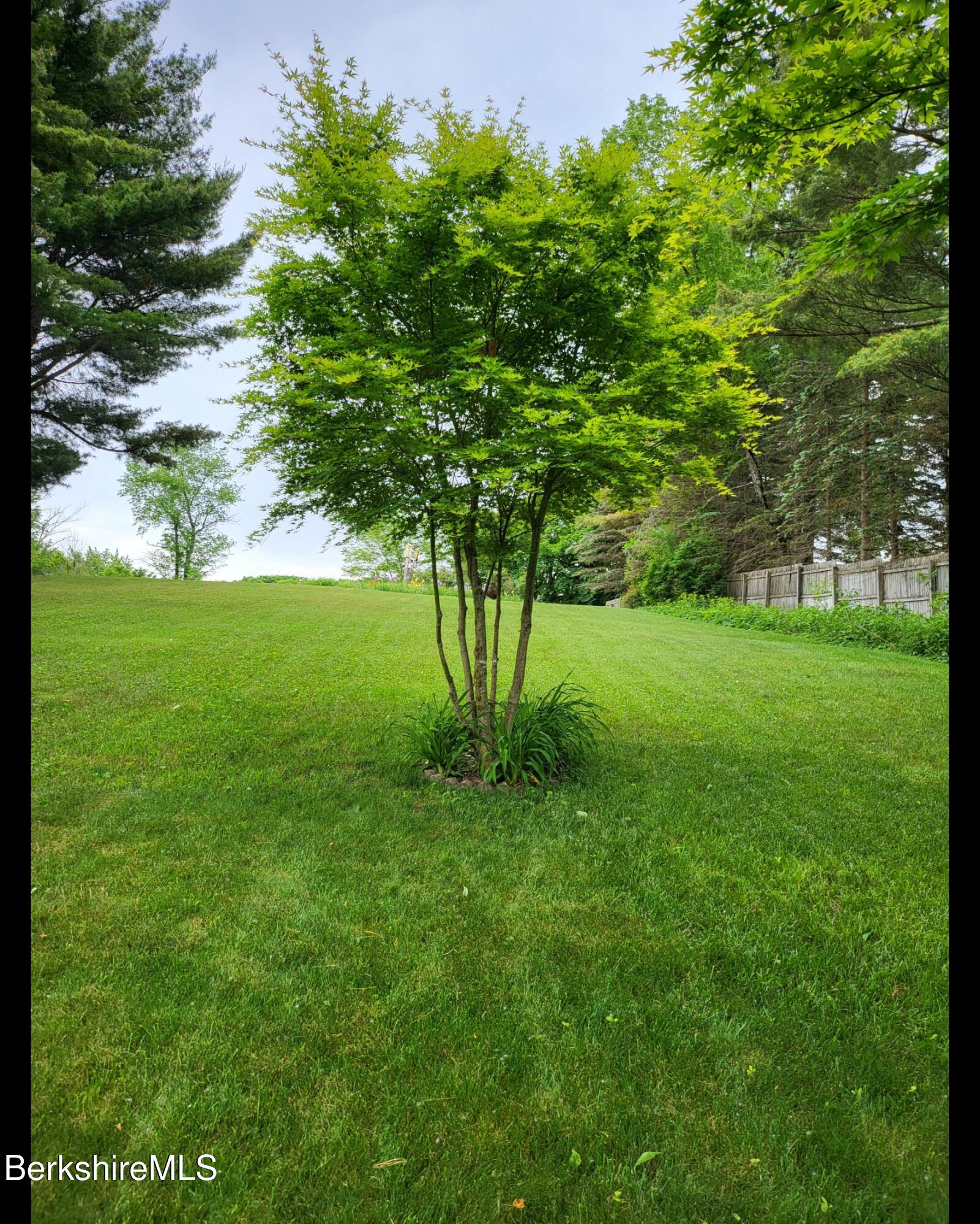 8 Samson Avenue Pittsfield, MA 01201 - Photo 42 of 55 a view of a garden with a tree