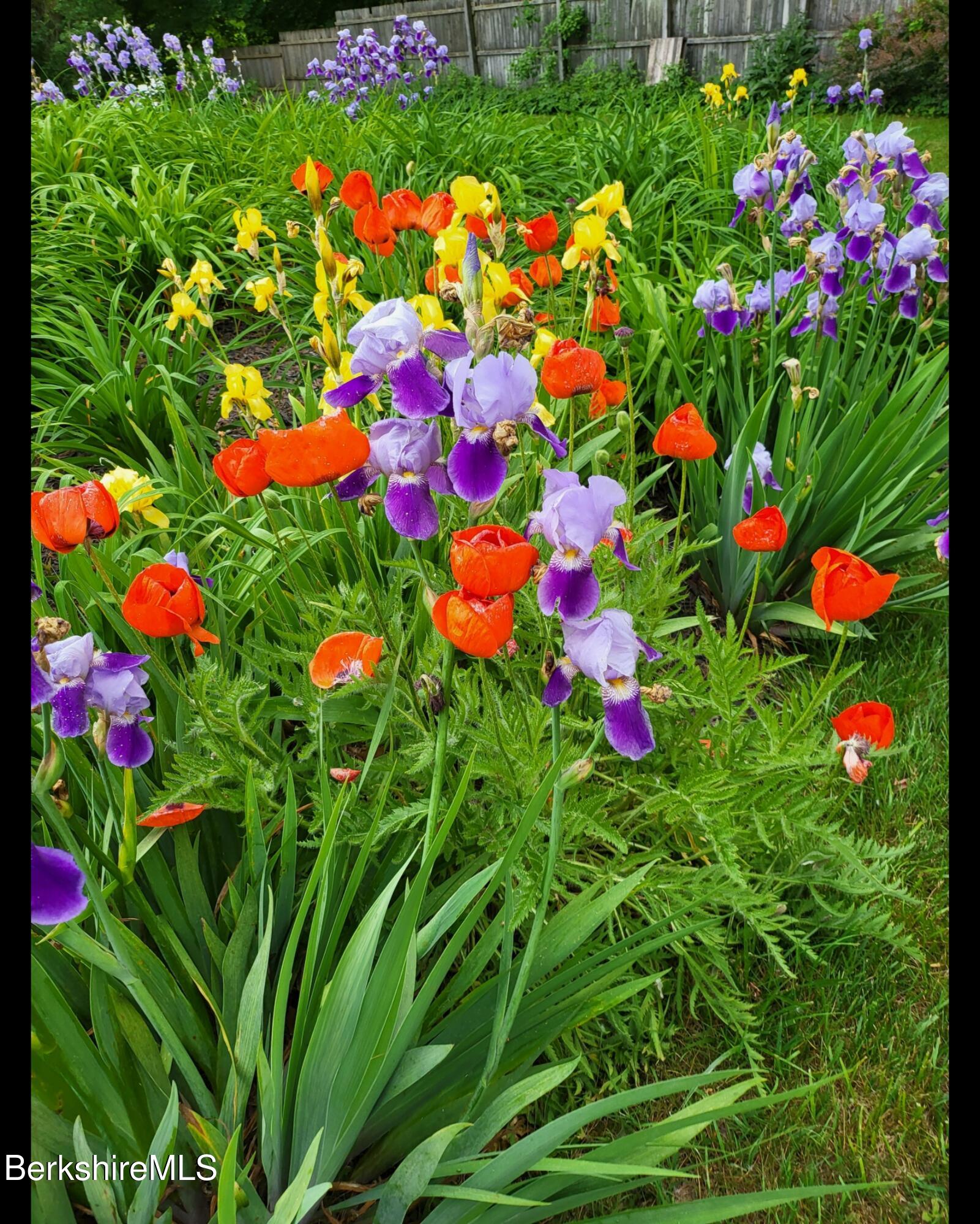 8 Samson Avenue Pittsfield, MA 01201 - Photo 46 of 55 a picture of flowers